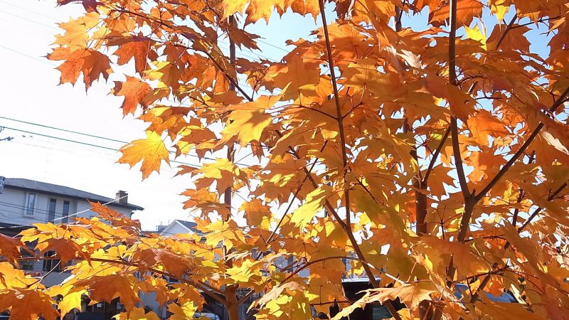 シュガーメープルの秋景色