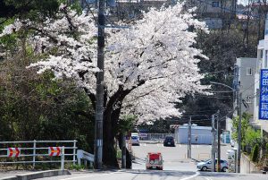 桜ケ丘の、さくら