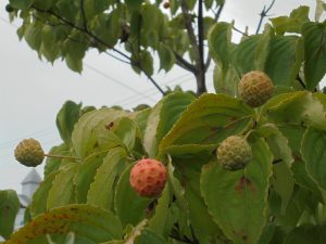 今日から９月