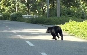 クマに遭遇